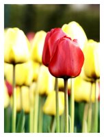 Rote Tulpen 