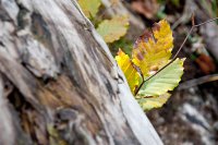 Junges Herbsttreiben