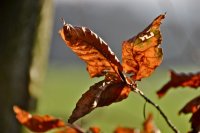 Herbstblatt