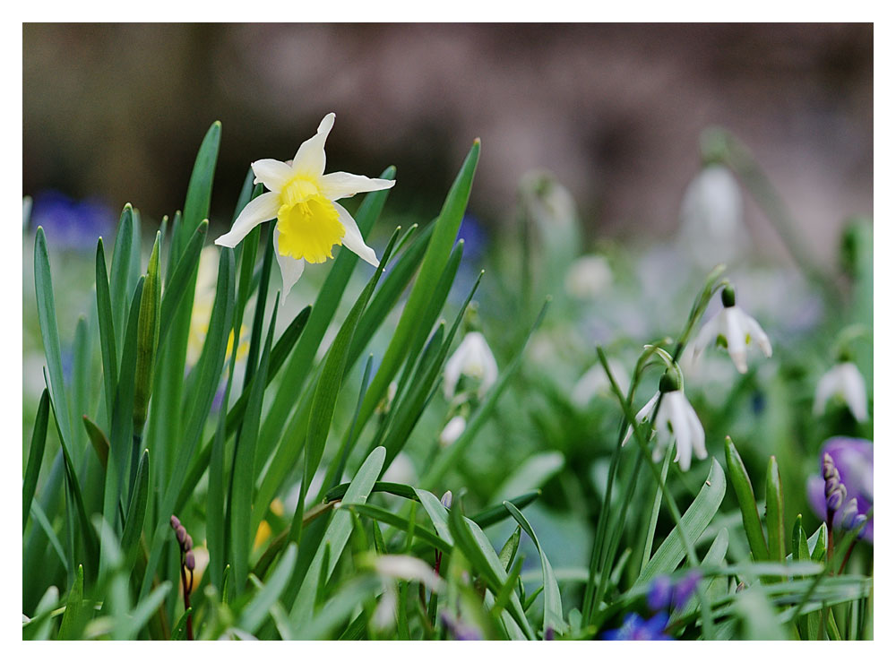 Frohe-Ostern