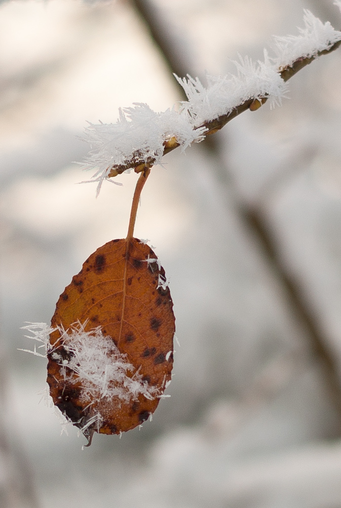 Schneeblatt 