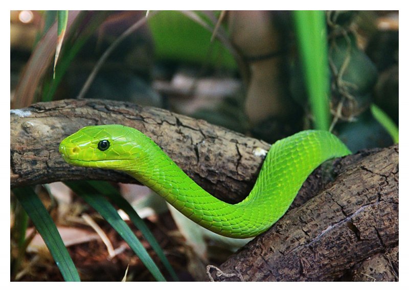 Green-Mamba