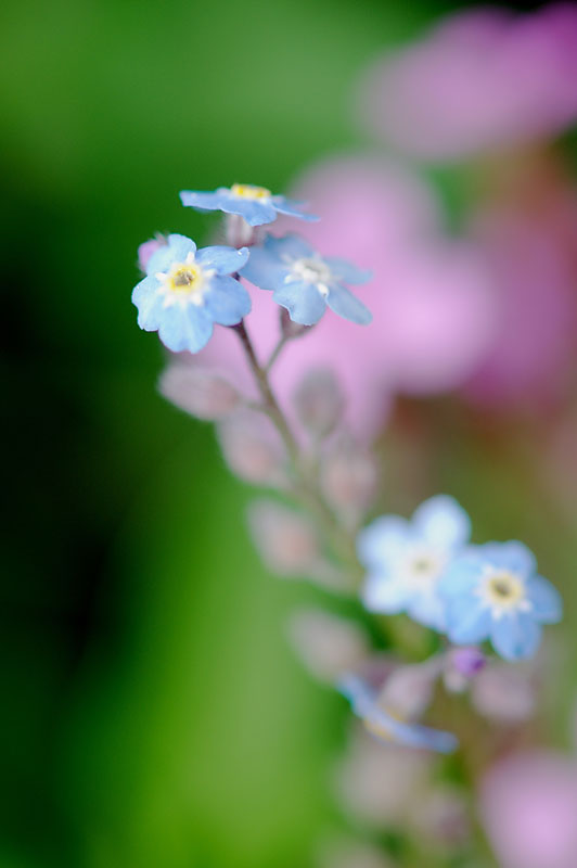 Fruehlingsblau