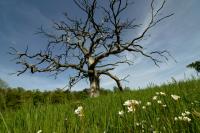 Blüten am toten Baum