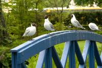 Möventreffen an der Brücke