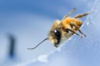 Biene in ungewohnter Umgebung