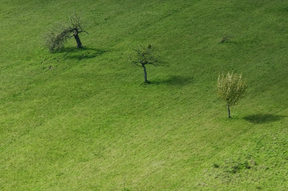 Die 3 Bäume aus der Pfalz