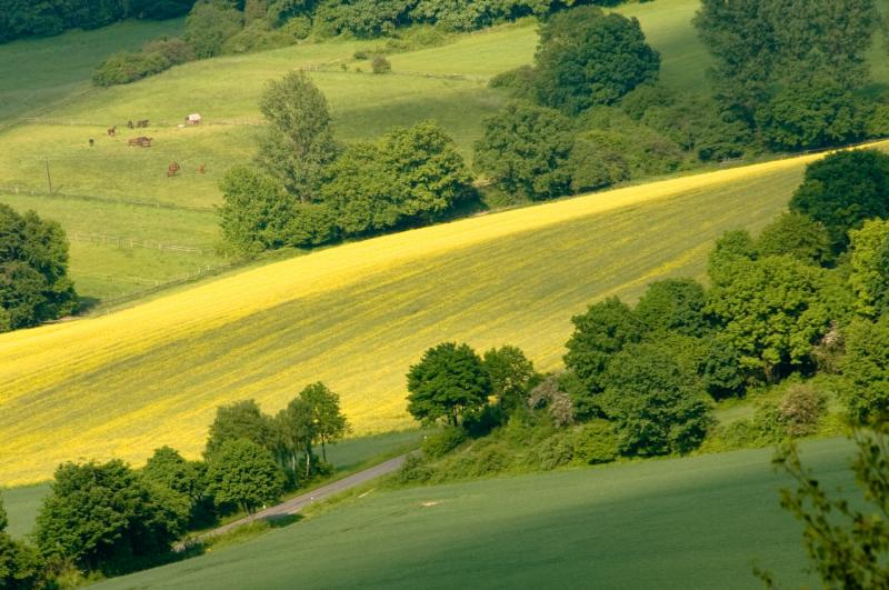 Blick auf Raps-Pferde