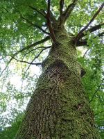 Ein Baum ist größer als Du