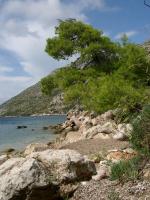 Ein junger Baum und das Meer