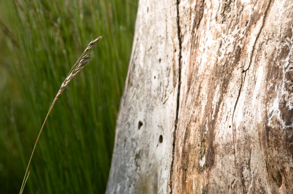 Linienführung