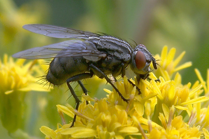 Fliegenus Stubensis