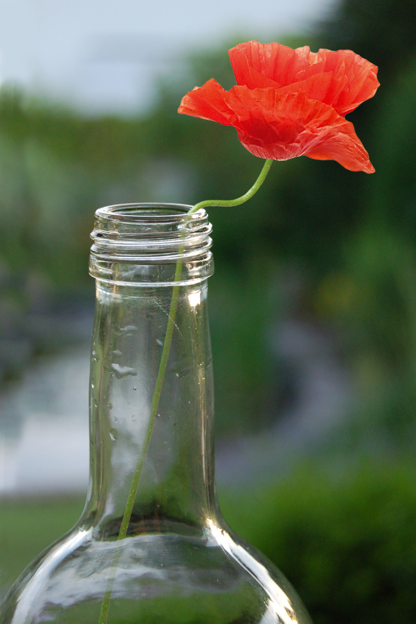 Flasche mit Mohnblume