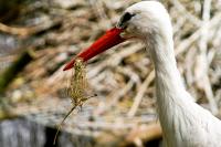 Storch