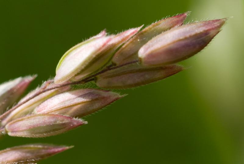 Neulich im Gras