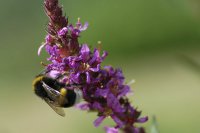 Hummel (Bombus terrestris)