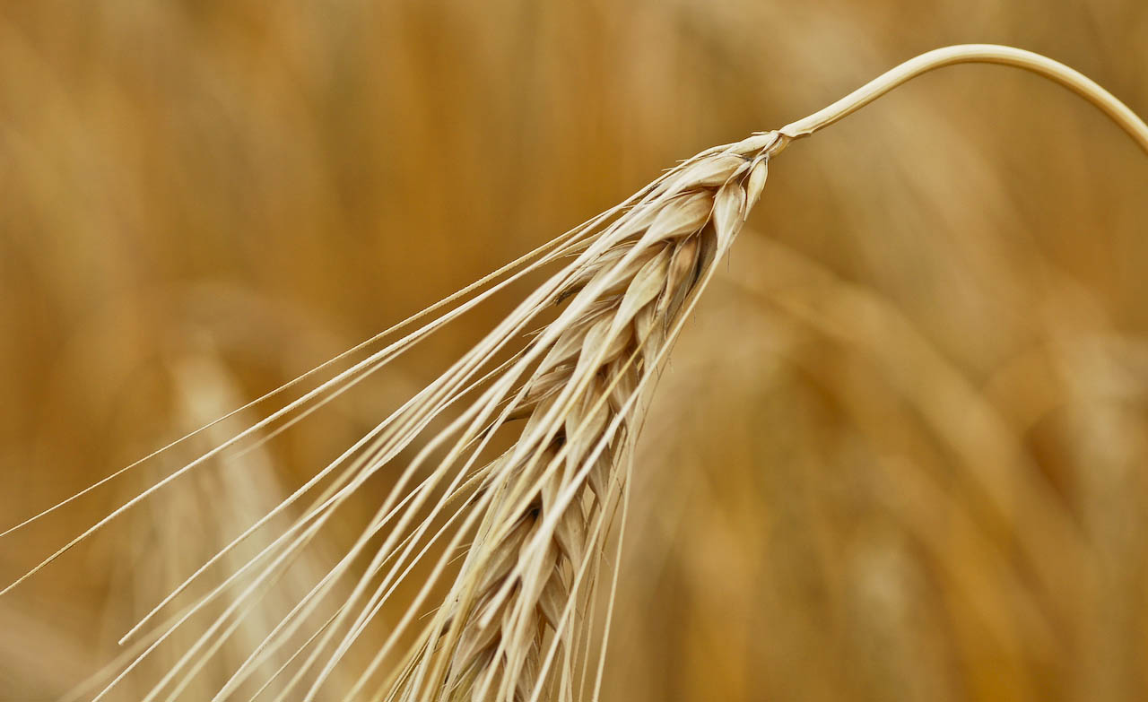 Die Spreu vom Weizen