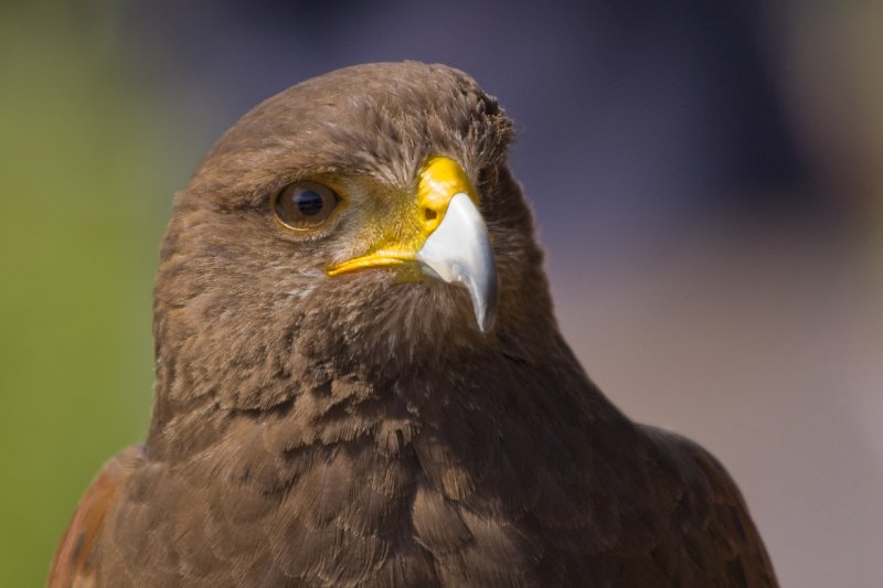 Steinadler