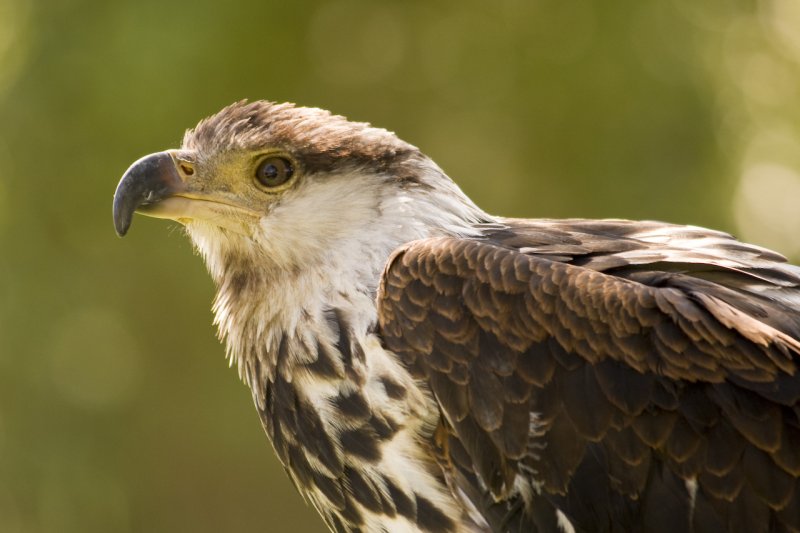 Mäusebussard