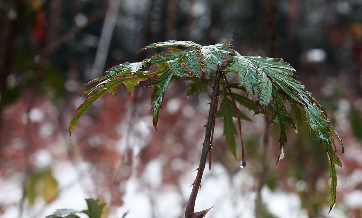 Blatt schneefrei