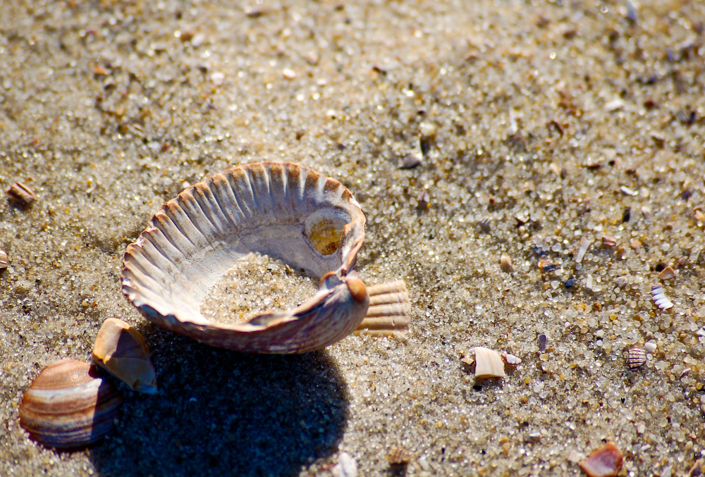 Jede Menge Muscheln