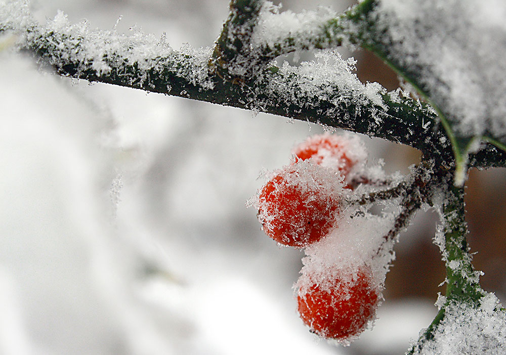 Buntes im Schnee