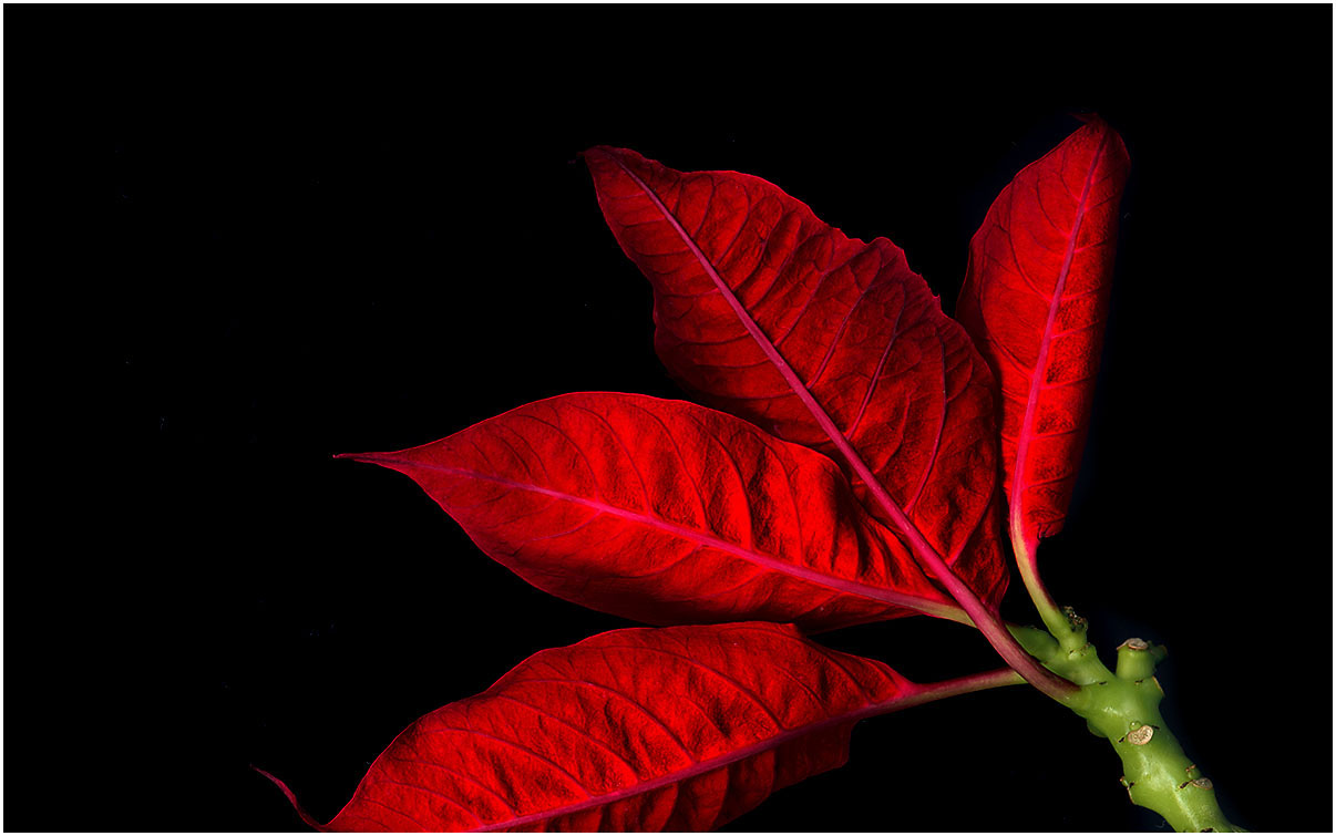 Grüne Pflanze mit roten Blättern vor einem schwarzen Hintergrund