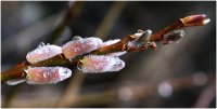 Der Frühling naht