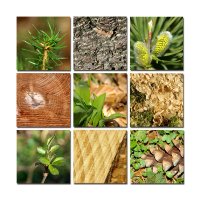 Waldfrühling

Ein Vormittag im Teutoburger Wald