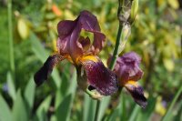 Schöne Blumen im Garten