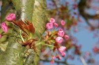 Zarte rosa Blüten