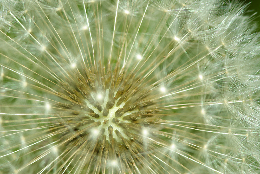 Pusteblume