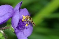 Besuch bei der Dreimasterblume