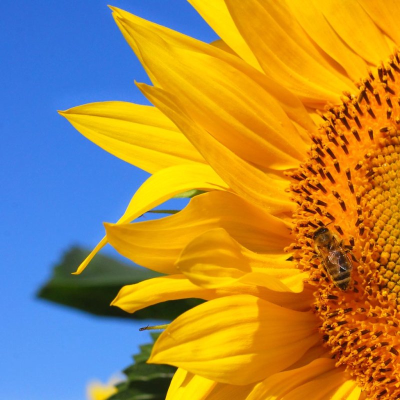 SunflowerBee