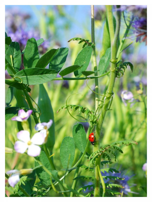 Marienkäfer im Blumenfeld