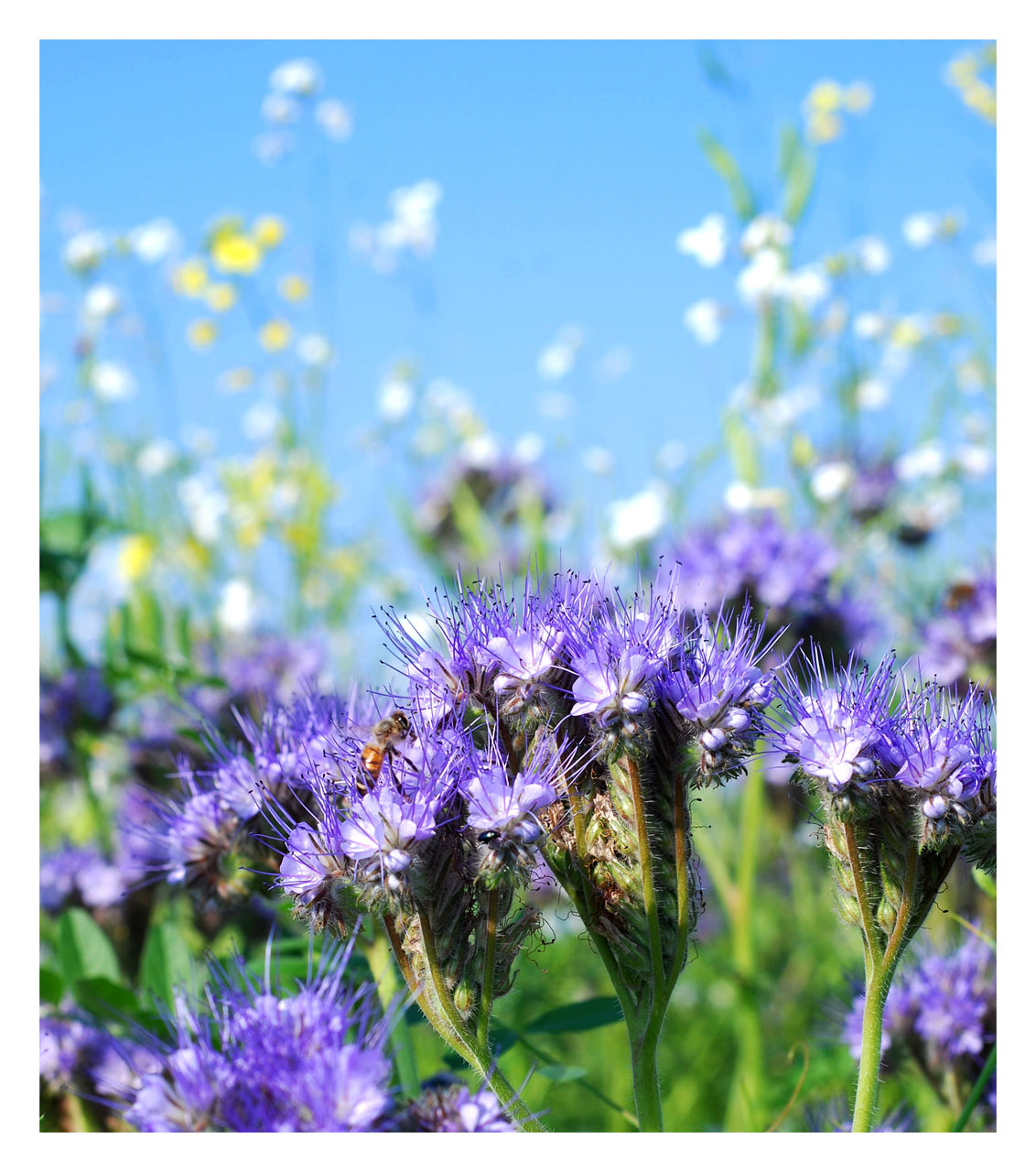 Biene im Blumenfeld