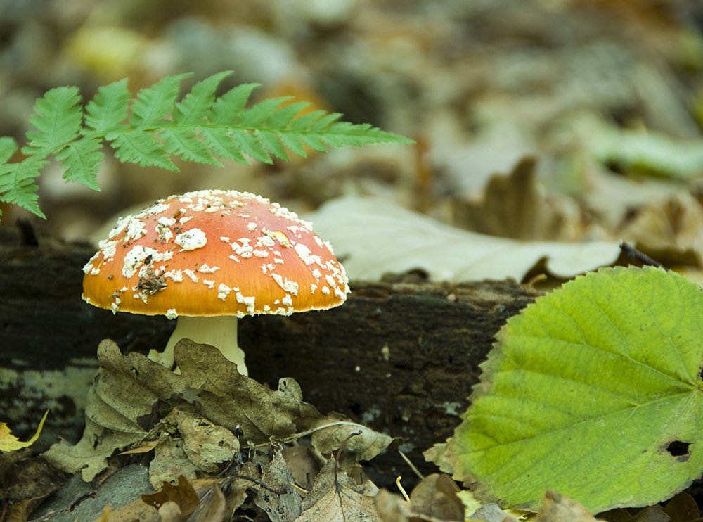 Einsamer Fliegenpilz