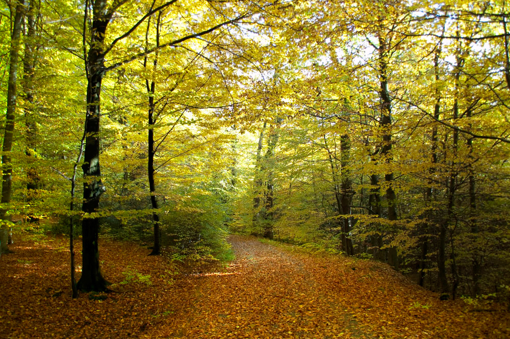 Herbstfarben