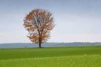 Herbstbaum