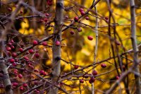 Herbstfrüchte