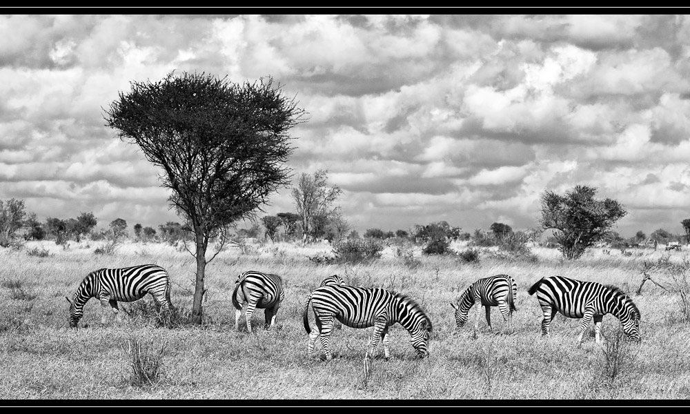 Zebrastreifen im Gras