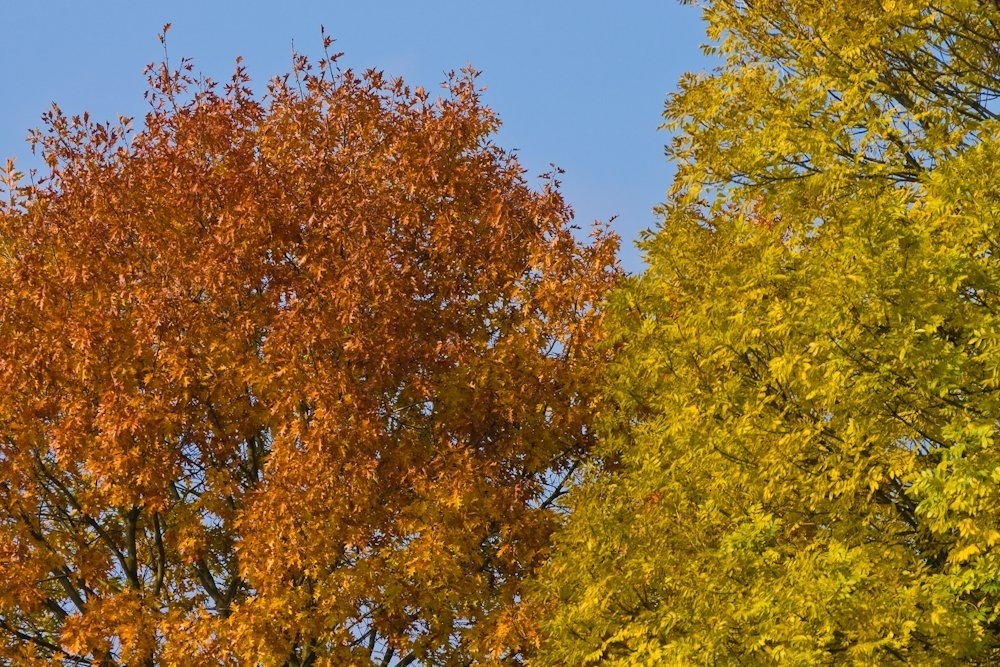 Herbst_2