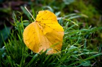 Herbstleuchten im Grass