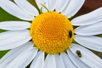 Pollenklau