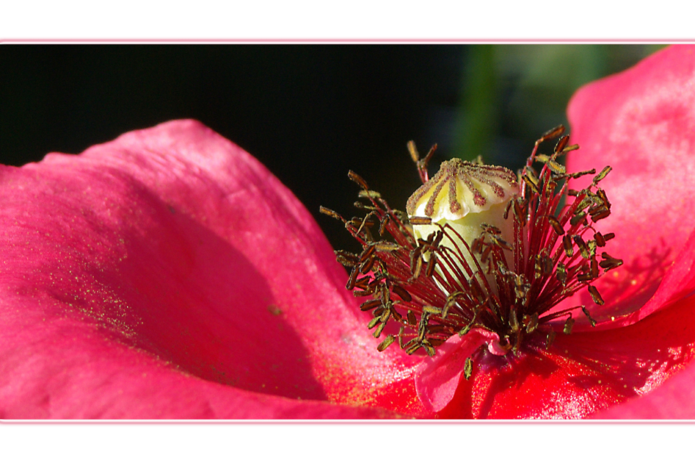 Mohn