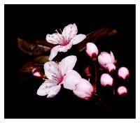 Kirschblüten-in-der-Nacht