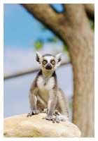 Lemur-Catta-Junior