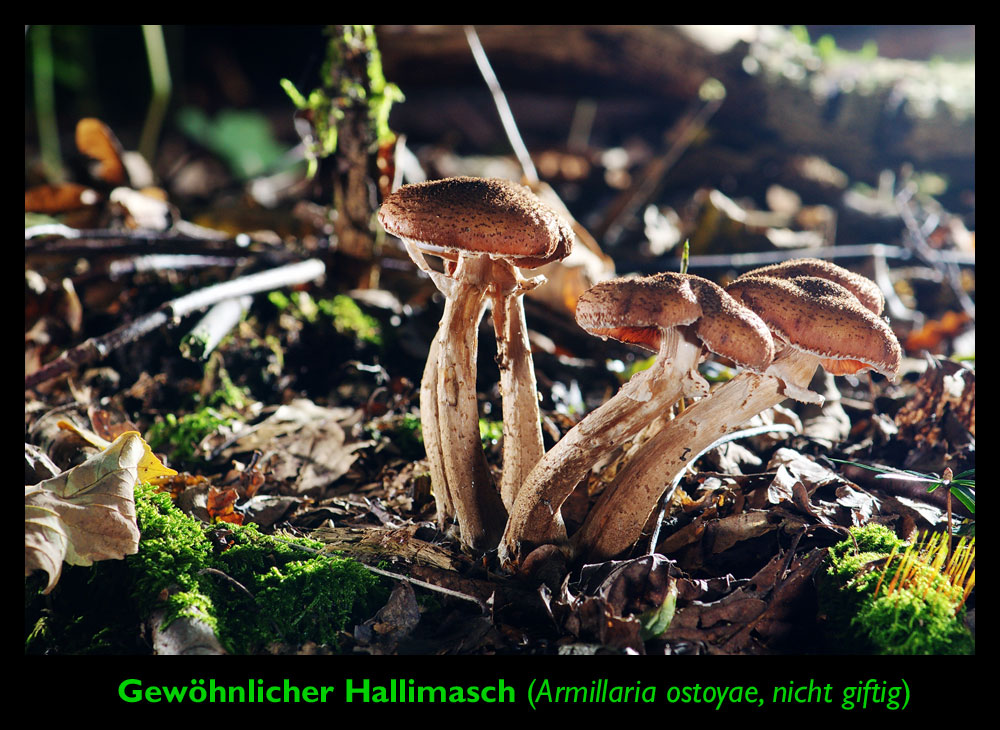 Gewöhnlicher-Halimasch