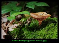 Kahler-Krempling