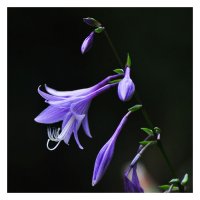 Detmold-Blau-Blume